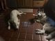 Siberian Husky Puppies for sale in Owenton, KY 40359, USA. price: NA