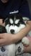 Siberian Husky Puppies for sale in Irving, TX, USA. price: NA