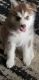 Siberian Husky Puppies for sale in Coleridge, NE 68727, USA. price: NA