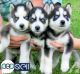 Siberian Husky Puppies for sale in Duval Ave, Miami, FL 33157, USA. price: NA