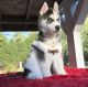 Siberian Husky Puppies for sale in Youngsville, NC 27596, USA. price: NA