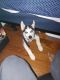 Siberian Husky Puppies for sale in Jersey City, NJ, USA. price: $600