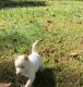 Siberian Husky Puppies for sale in Simpsonville, SC, USA. price: NA