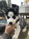 Siberian Husky Puppies for sale in Maple Dr, Belleville, MI 48111, USA. price: NA