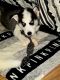 Siberian Husky Puppies for sale in Cleveland, OH, USA. price: NA