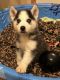 Siberian Husky Puppies for sale in Commerce, TX 75428, USA. price: $300