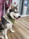 Siberian Husky Puppies for sale in Beach Park, IL 60087, USA. price: NA