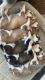 Siberian Husky Puppies for sale in San Marcos, CA, USA. price: NA