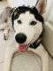 Siberian Husky Puppies for sale in Seffner, FL 33584, USA. price: NA