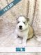 Siberian Husky Puppies for sale in Sarasota, FL, USA. price: $650