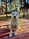 Siberian Husky Puppies for sale in Woodland Park, CO 80863, USA. price: NA