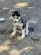 Siberian Husky Puppies for sale in Hendersonville, TN, USA. price: NA