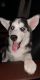 Siberian Husky Puppies for sale in Cascade, IA 52033, USA. price: NA