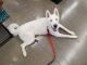 Siberian Husky Puppies for sale in Cleburne, TX 76031, USA. price: NA