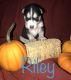 Siberian Husky Puppies for sale in Brockton, MA, USA. price: NA