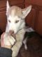 Siberian Husky Puppies for sale in Bay Point, CA, USA. price: $800