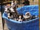 Siberian Husky Puppies for sale in Coudersport, PA 16915, USA. price: NA