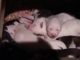Siberian Husky Puppies for sale in Douglasville, GA, USA. price: $1,200