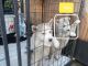 Siberian Husky Puppies for sale in Riverbank, CA, USA. price: $350