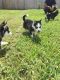 Siberian Husky Puppies for sale in Helena, MT, USA. price: $600