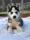 Siberian Husky Puppies for sale in North Port, FL, USA. price: $500