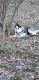 Siberian Husky Puppies for sale in 2624 Fryklund Dr, Menomonie, WI 54751, USA. price: $700