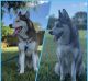 Siberian Husky Puppies for sale in Fort Lauderdale, FL, USA. price: NA
