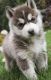 Siberian Husky Puppies for sale in 4000 Mason Ln, McKees Rocks, PA 15136, USA. price: NA