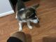 Siberian Husky Puppies for sale in Waldorf, MD, USA. price: NA