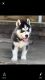 Siberian Husky Puppies for sale in St. Louis, MO, USA. price: $350