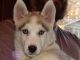 Siberian Husky Puppies for sale in Elkland, MO 65644, USA. price: $500