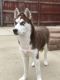 Siberian Husky Puppies for sale in 3853 W 80th Pl, Chicago, IL 60652, USA. price: NA