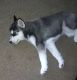 Siberian Husky Puppies for sale in Baltimore, MD, USA. price: $1,800