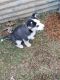 Siberian Husky Puppies for sale in Ohatchee, AL 36271, USA. price: NA