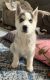 Siberian Husky Puppies for sale in Marion, VA 24354, USA. price: NA