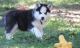 Siberian Husky Puppies for sale in Newington, CT, USA. price: NA