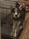 Siberian Husky Puppies for sale in Florence, KY 41042, USA. price: $1,050