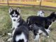 Siberian Husky Puppies for sale in Smyrna, DE 19977, USA. price: NA