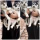 Siberian Husky Puppies for sale in Evans, CO, USA. price: $550
