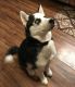 Siberian Husky Puppies for sale in 11558 Taylor Rd, Plain City, OH 43064, USA. price: NA