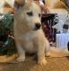 Siberian Husky Puppies for sale in West Union, OH 45693, USA. price: $600