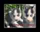 Siberian Husky Puppies for sale in Menifee, CA 92584, USA. price: $600