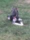 Siberian Husky Puppies for sale in Swansea, MA, USA. price: $1,500