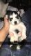 Siberian Husky Puppies for sale in Everett, WA, USA. price: $800