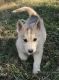 Siberian Husky Puppies for sale in Greeneville, TN, USA. price: $300