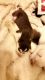Siberian Husky Puppies for sale in Joliet, IL 60435, USA. price: NA