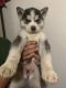 Siberian Husky Puppies for sale in Oakland, CA, USA. price: $350