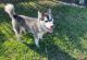 Siberian Husky Puppies for sale in Fort Lauderdale, FL, USA. price: $1,250