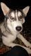 Siberian Husky Puppies for sale in Canton, IL 61520, USA. price: NA