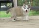 Siberian Husky Puppies for sale in 114-34 121st St, Jamaica, NY 11420, USA. price: NA